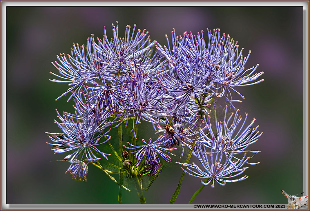 Thalictrum
