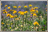 Arnica