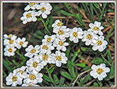 Camomille du Piémont