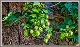 Houblon