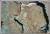 Gravures rupestres