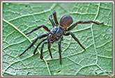 Atypus SP