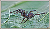 Atypus SP