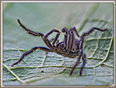 Atypus SP