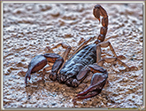 Scorpion