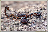 Scorpion