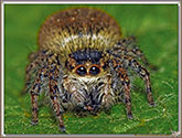 Araignée sauteuse