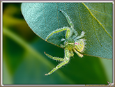 Sparassidae
