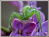 Sparassidae