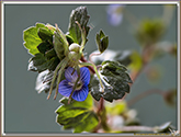 Spassidae