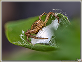 Xysticus