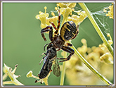 Synema globosum