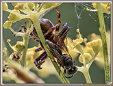 Synema globosum