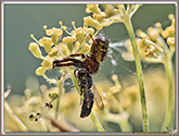 Synema globosum