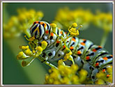 Chenille de Machaon