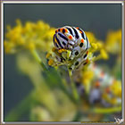 Chenille de Machaon