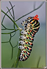 Chenille de Machaon