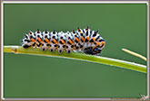 Chenille de Machaon