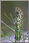 Chenille de Machaon