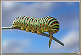 Chenille de Machaon