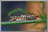 Chenille de Machaon