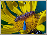 Chenille sur arnica