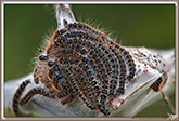 Chenille processionnaire