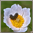 Chenille sur Pulsatille