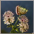 Chenille sur Astrance