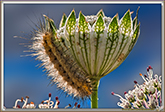 Chenille sur Astrance