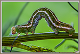 rocopteryx Carpinata