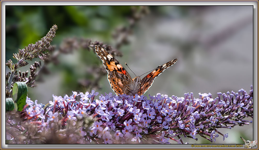 Belle Dame