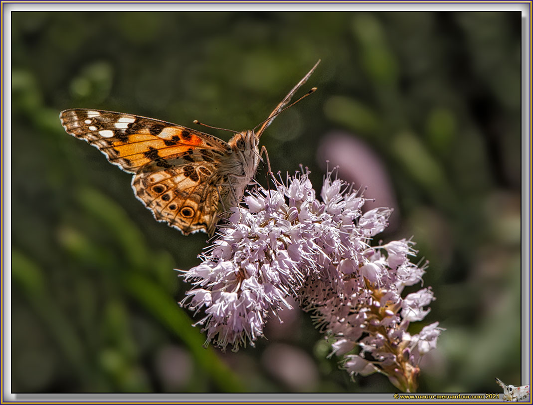 Belle Dame