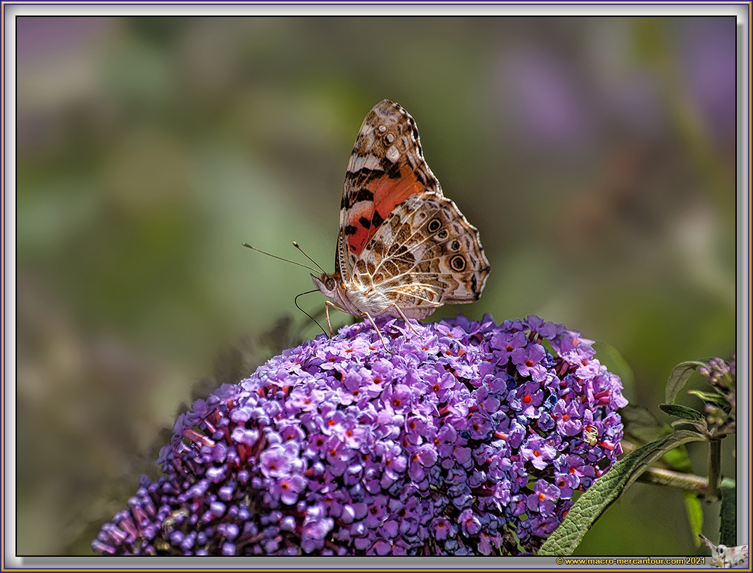 Belle Dame