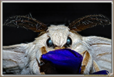 Bombyx