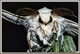 Bombyx