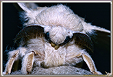Bombyx