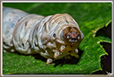 Chenilles Bombyx