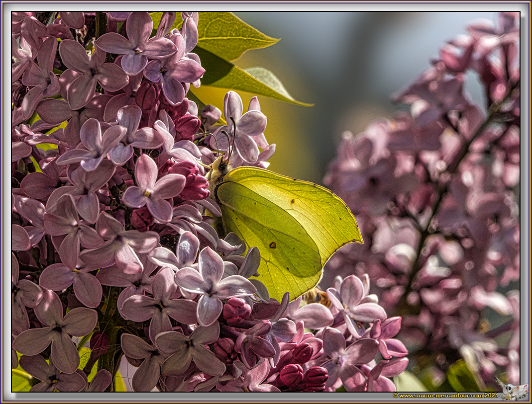 Citron