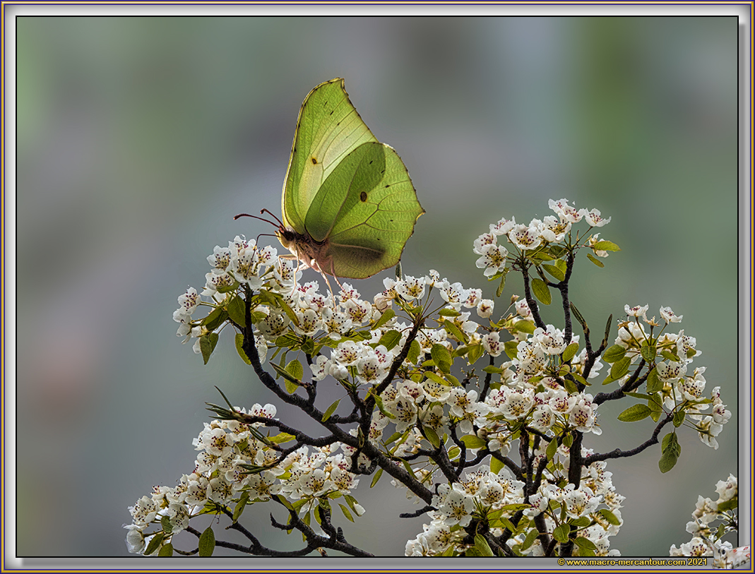Citron