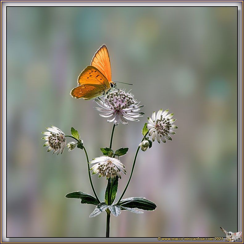 Cuivré de la Verge d'Or