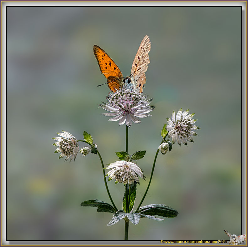 Cuivré de la Verge d'Or