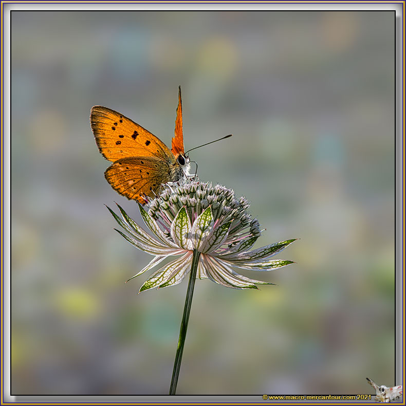 Cuivré de la Verge d'Or