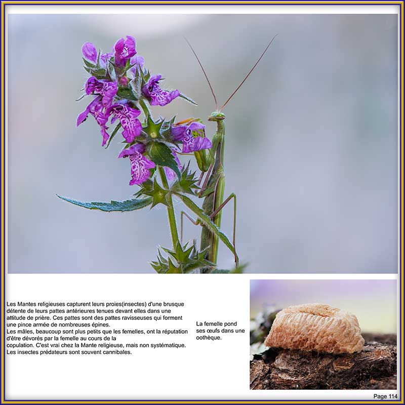 PAGE 114
