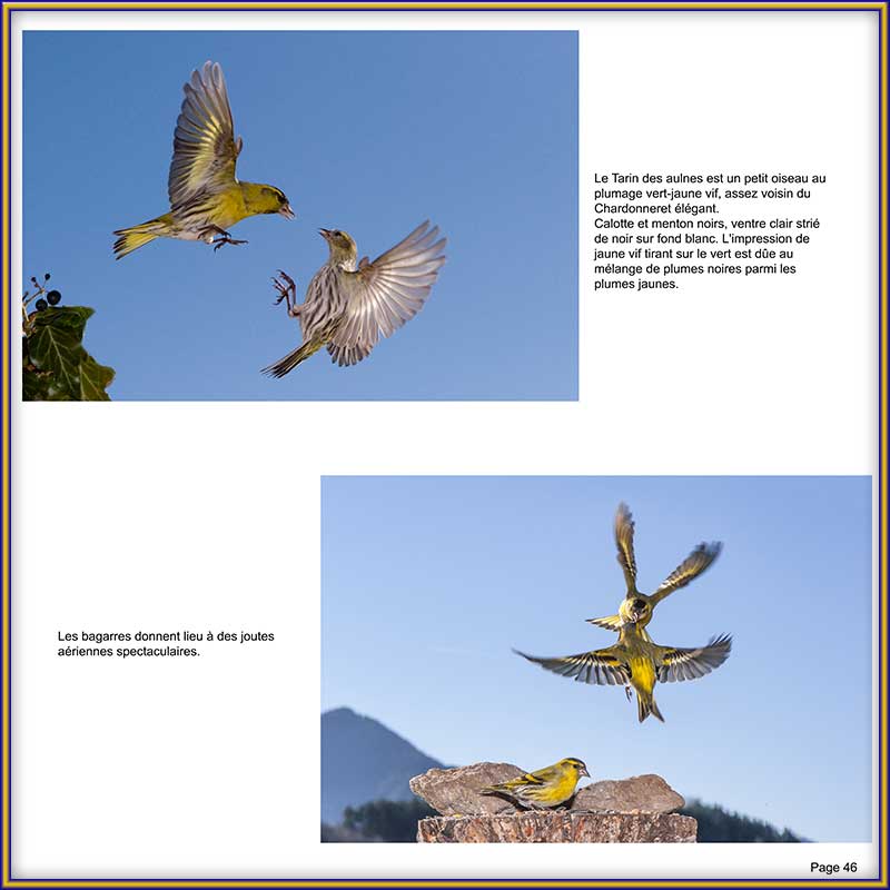 PAGE 46