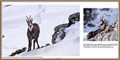 Le Mercantour Grandeur Nature