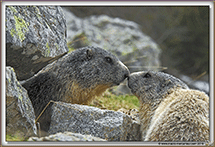 Marmottes