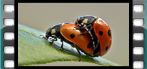Amours de Coccinelles(Vidéo)