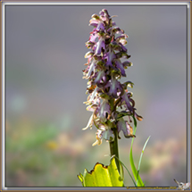 Orchis à longue bractée