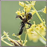 Synema globosum
